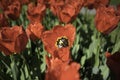 Dutch Red Flowers Royalty Free Stock Photo