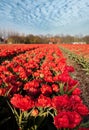 Dutch red tulips
