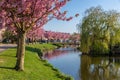 Dutch residential district village Urk with pond and blooming prunus Royalty Free Stock Photo