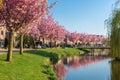 Dutch residential district village Urk with pond and blooming prunus Royalty Free Stock Photo