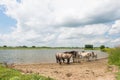 Dutch river landscape with horses