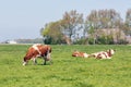 Dutch rural landscape in Groningen with grazing cows Royalty Free Stock Photo