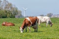 Dutch rural landscape in Groningen with grazing cows Royalty Free Stock Photo