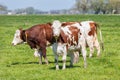 Dutch rural landscape in Groningen with grazing cows Royalty Free Stock Photo