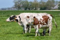 Dutch rural landscape in Groningen with grazing cows Royalty Free Stock Photo