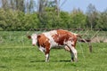 Dutch rural landscape in Groningen with urinating cow Royalty Free Stock Photo