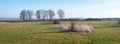 Dutch rural landscape with a row of bare trees