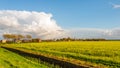 Dutch rural landscape with yellow blooming rapeseed Royalty Free Stock Photo