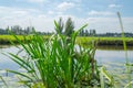 Dutch rural scene in Kinderdijk green grassland with canals running through