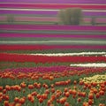 Dutch rural, tulip fields, countryside landscape. AI-Generated. Royalty Free Stock Photo