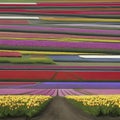 Dutch rural, tulip fields, countryside landscape. AI-Generated. Royalty Free Stock Photo