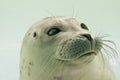 Dutch Seal in Waddenzee Royalty Free Stock Photo