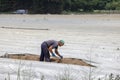 Dutch seasonal worker busy with harvesting Asparagus