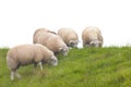 Dutch sheep on a dike with fresh green grass Royalty Free Stock Photo