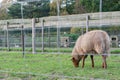 Dutch sheep eating grass in petting zoo