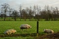 Dutch sheep are grazing on the countryside