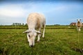 Dutch sheep grazing on pasture