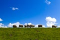 Dutch sheep on horizon