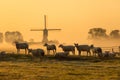 Dutch sheep in morning mist