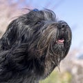 Dutch sheepdog Schapendoes