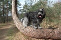 Dutch sheepdog, Schapendoes.