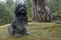 Dutch sheepdog, Schapendoes.