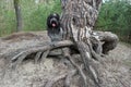 Dutch sheepdog, Schapendoes.