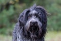 Dutch Sheepdog (Schapendoes) dog