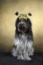 Dutch Sheepdog - Happy New Year Royalty Free Stock Photo