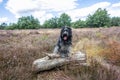 Dutch sheepdog Schapendoes