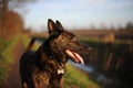 Dutch Shepherd Royalty Free Stock Photo