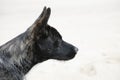 Dutch shepherd dog Royalty Free Stock Photo