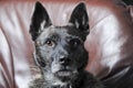 Dutch shepherd dog Royalty Free Stock Photo