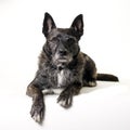 Dutch shepherd dog Royalty Free Stock Photo