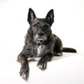 Dutch shepherd dog