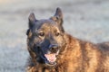 Dutch Shepherd Dog guard dog on alert
