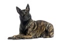 Dutch Shepherd dog lying down and looking at the camera on a white background Royalty Free Stock Photo