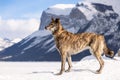 Dutch Shepherd dog on mountain view