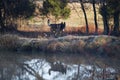 Dutch Shepherd dog walking along bank of waterway