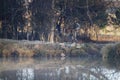 Dutch Shepherd dog walking along bank of waterway