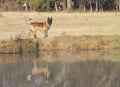 Dutch Shepherd dog walking along bank of waterway