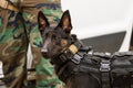 Dutch Shepherd police dog wearing vest and harness