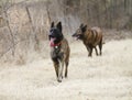 Dutch Shepherd Dogs, young and old