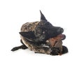 Dutch Shepherd in studio Royalty Free Stock Photo