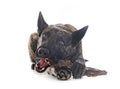 Dutch Shepherd in studio Royalty Free Stock Photo