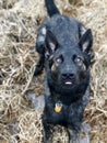 Dutch Shepherd Royalty Free Stock Photo