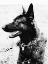 Dutch Shepherd Royalty Free Stock Photo