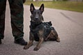 Dutch Shepherd police dog Royalty Free Stock Photo