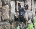 Dutch Shepherd puppy eating grass, outdoors by a rock wall