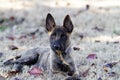 Puppy laying down with leaf in mouth in autumn Royalty Free Stock Photo